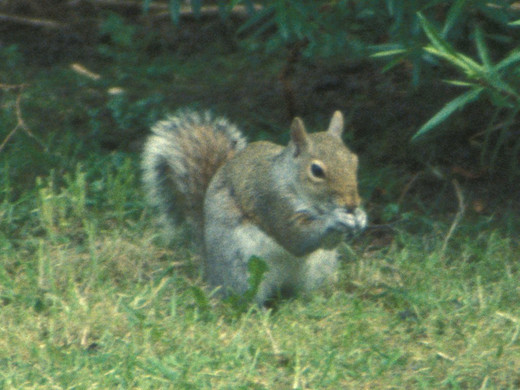 Squirrel