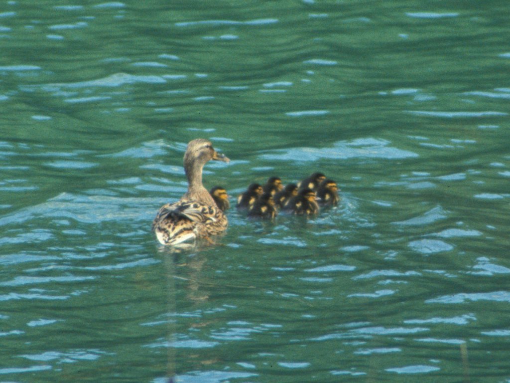 Duck and Ducklings