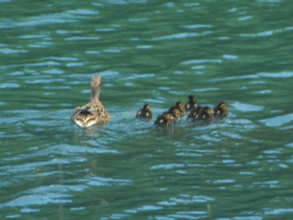 Duck and Ducklings