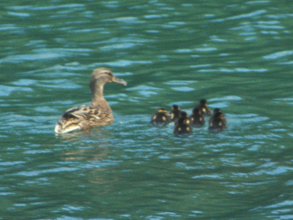 Duck and Ducklings