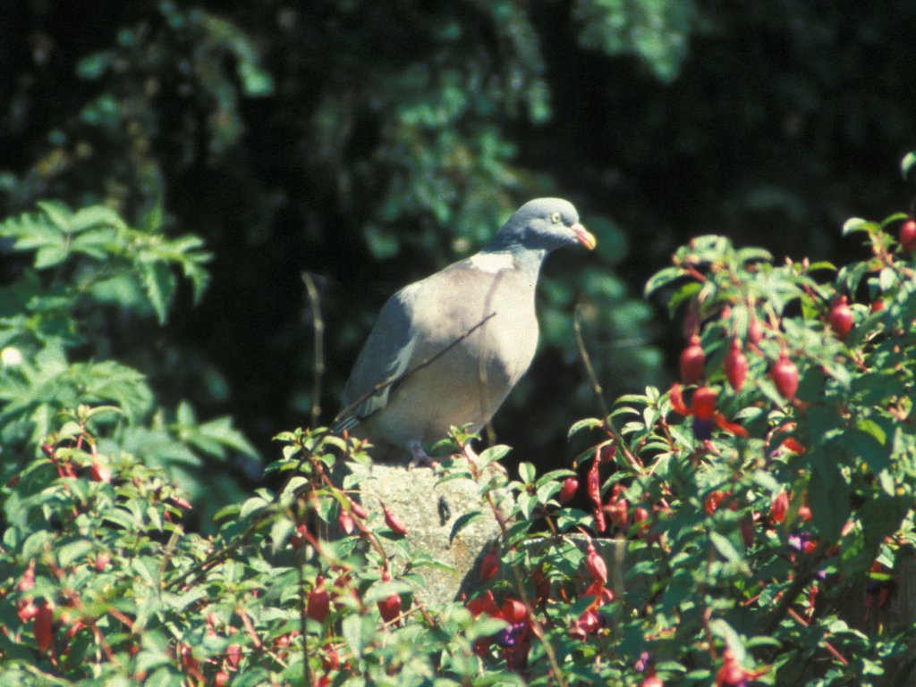 Fuschia and Pigeon