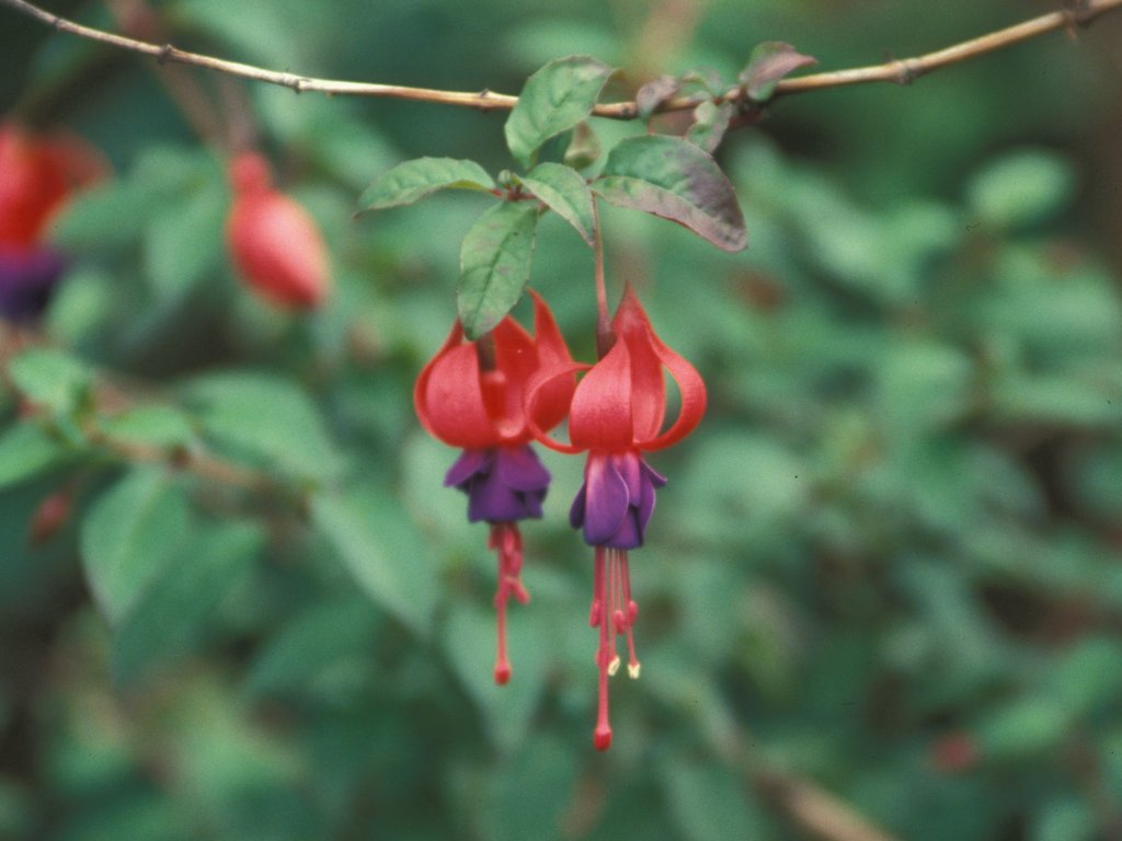 Purple Fuschia
