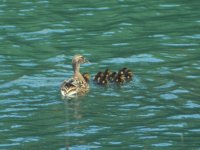 Duck and Ducklings