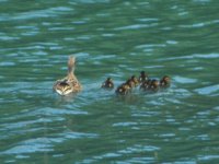 Duck and Ducklings