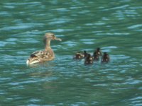 Duck and Ducklings