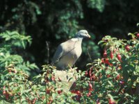 Fuschia and Pigeon