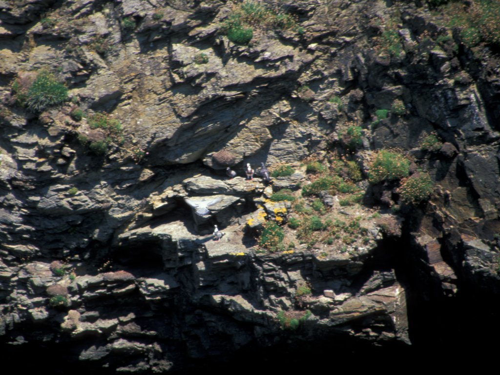 Granite Textures Pigeons