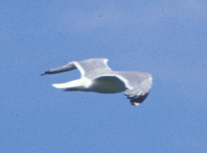 Seagull