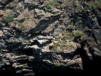 Granite Textures Pigeons