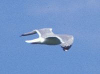 Seagull