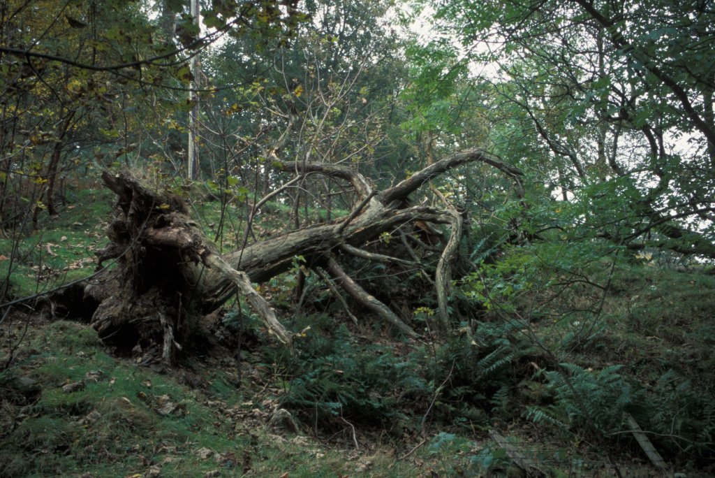Fallen Tree