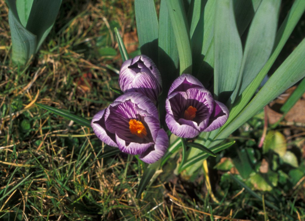 Crocuses