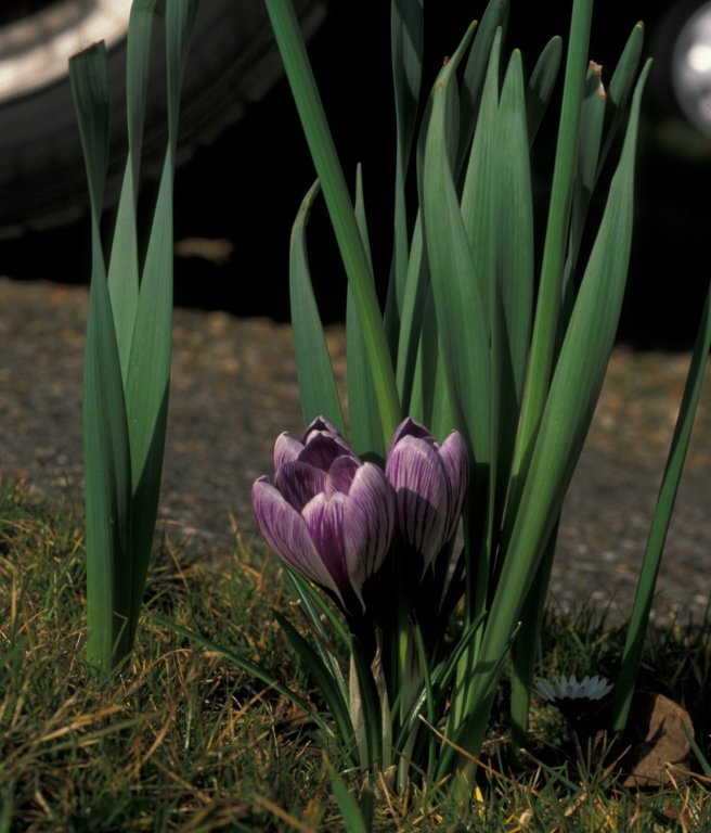 Crocuses