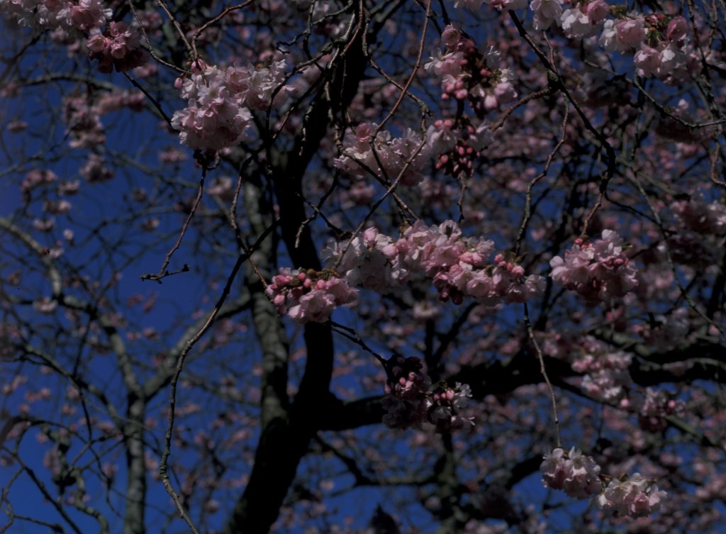 Cherry Blossom at Hilliers