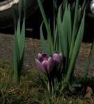 Crocuses
