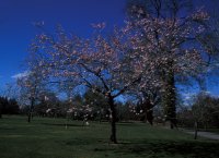 Cherry Blossom at Hilliers