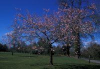 Cherry Blossom at Hilliers
