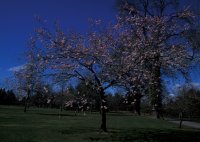 Cherry Blossom at Hilliers