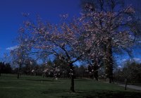 Cherry Blossom at Hilliers