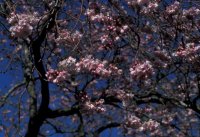Cherry Blossom at Hilliers