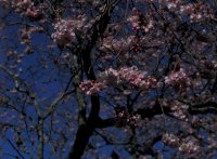 Cherry Blossom at Hilliers