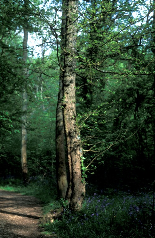 Bluebells and Trees