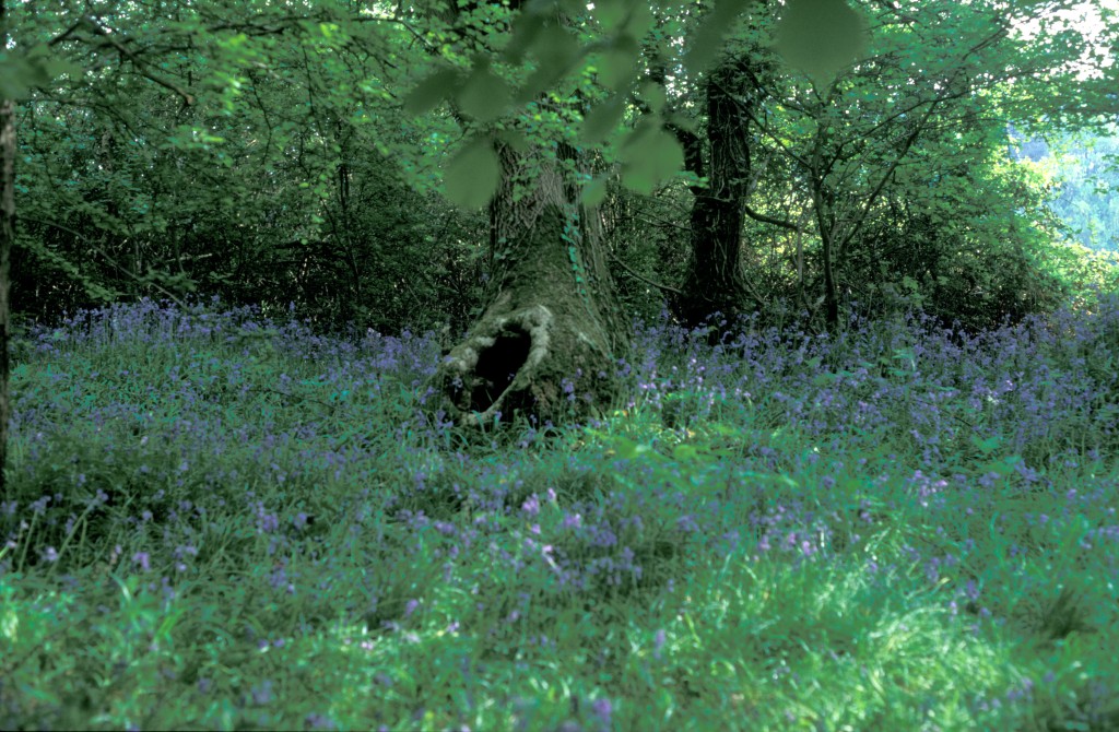 Bluebells and Trees