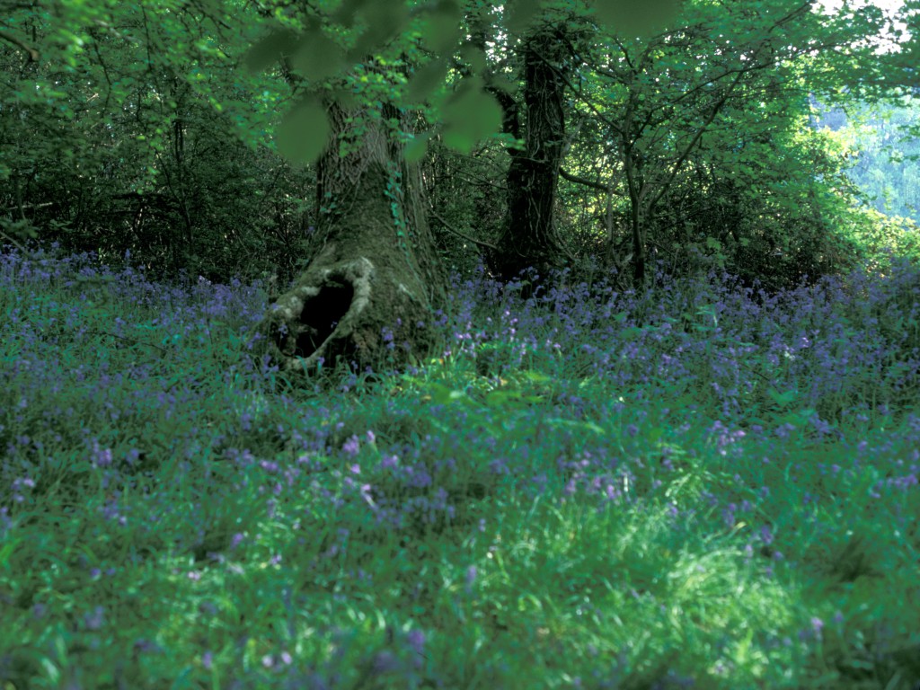 Bluebells and Trees