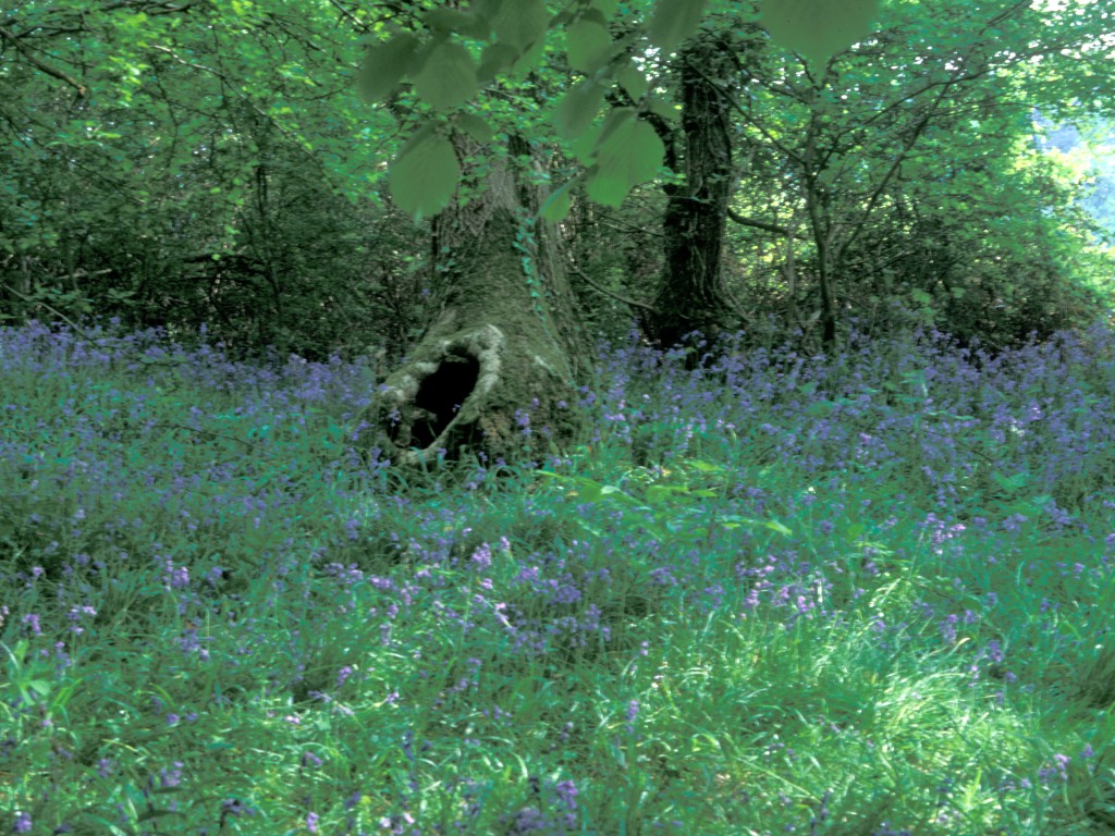 Bluebells and Trees