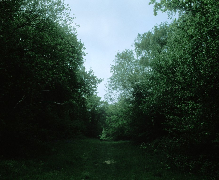 Path in Woods