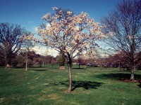 Cherry Tree