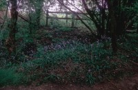 Bluebells