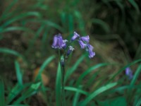 Bluebells
