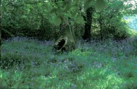 Bluebells and Trees