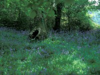 Bluebells and Trees