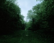 Path in Woods