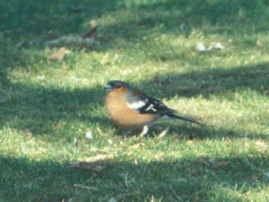 Chaffinch