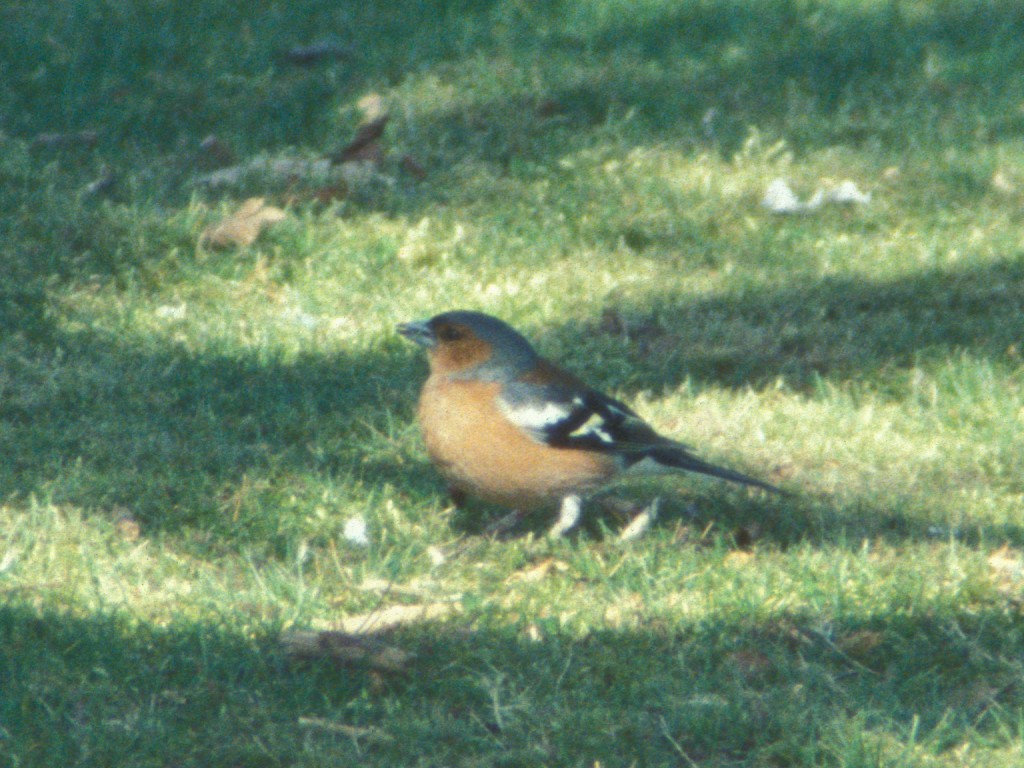 Chaffinch