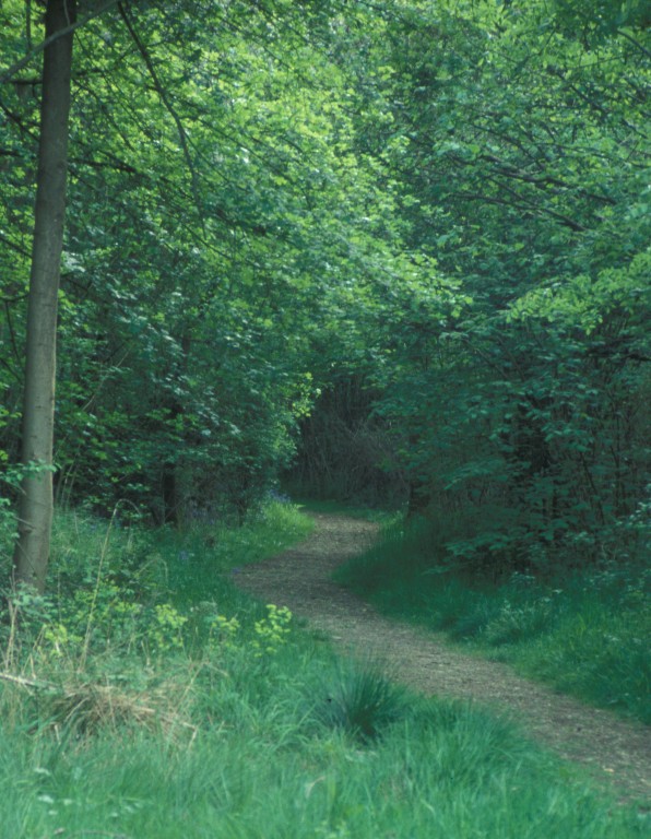 Woodland Path