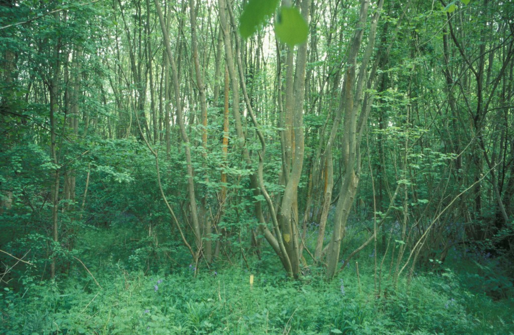Woodland