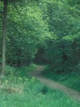 Woodland Path
