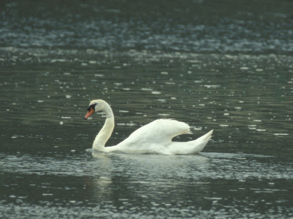 Swan