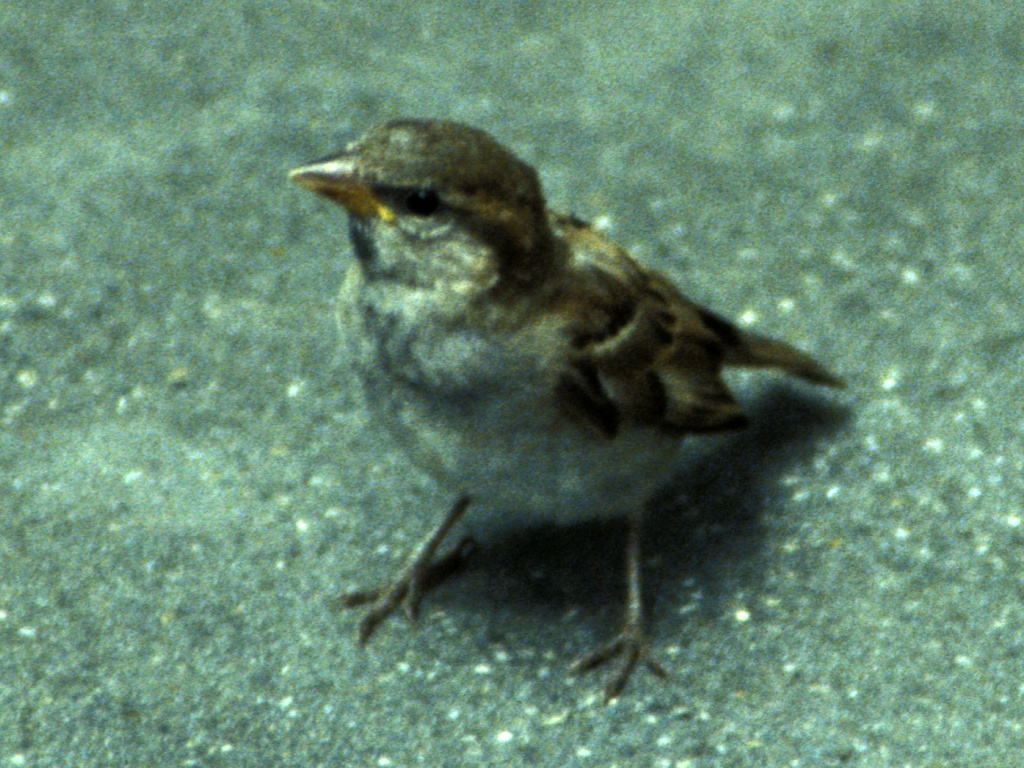 French sparrow