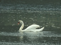 Swan