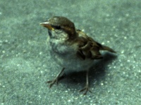 French sparrow