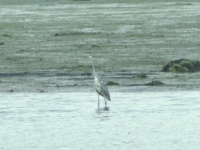 Heron