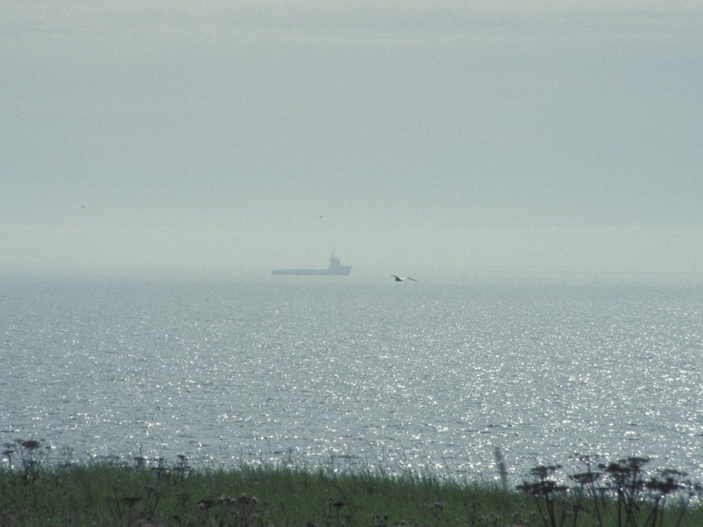 Seagull, supply boat