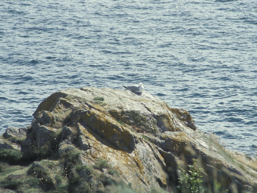 Rocks near Slains Castle