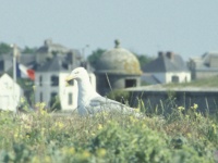 Seagull on fortifications