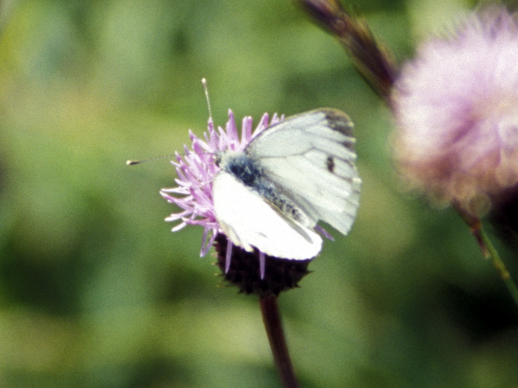 White butterfly